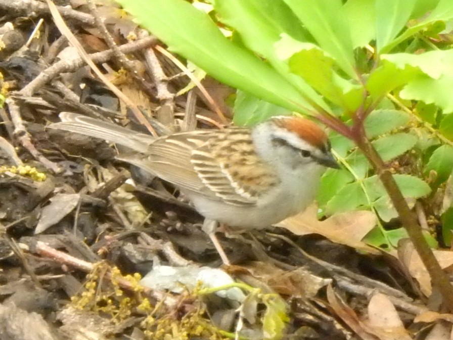 Chipping Sparrow - ML567168101