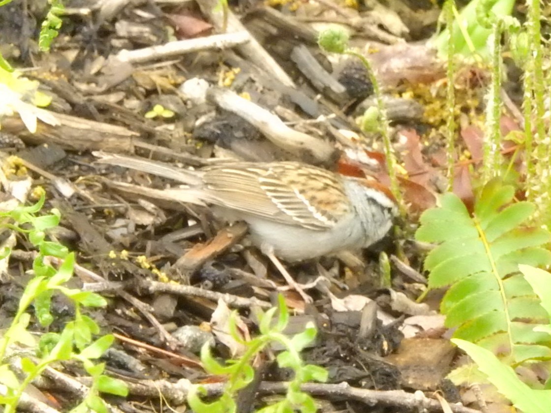 Chipping Sparrow - ML567168201