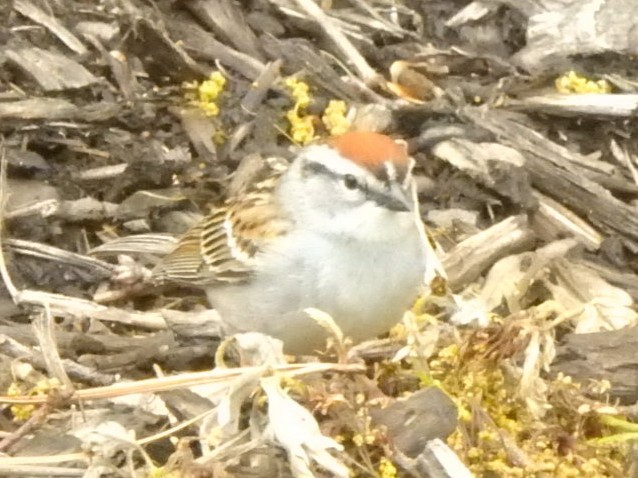 Chipping Sparrow - ML567168271