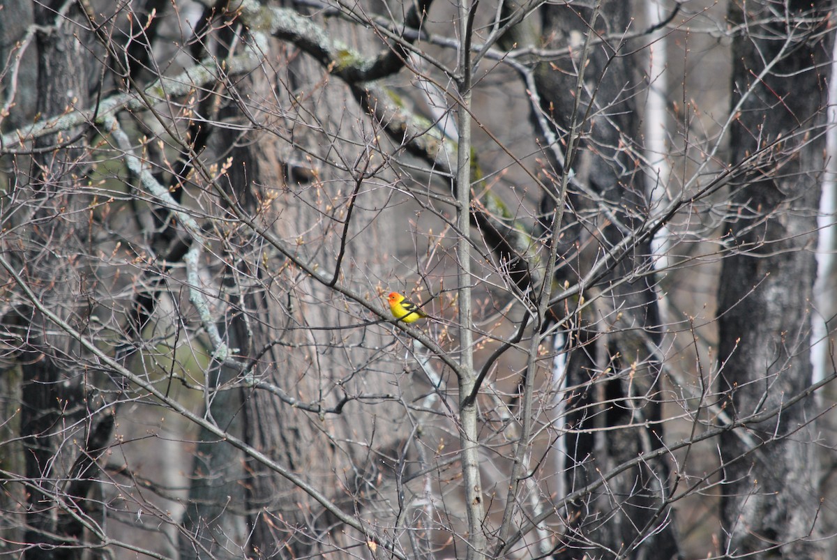 Western Tanager - ML56716841
