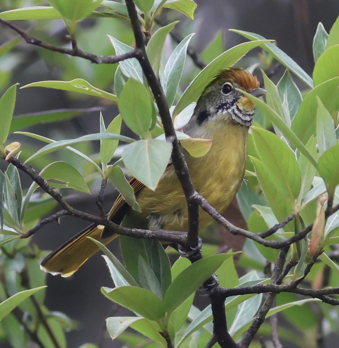 Chestnut-tailed Minla - ML567168851