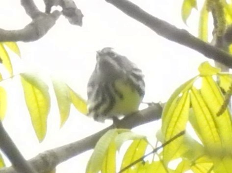 Black-and-white Warbler - ML567169001