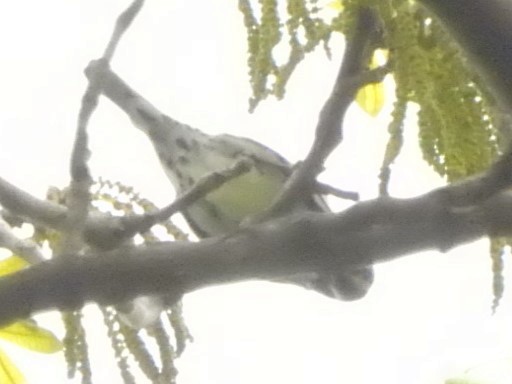 Black-and-white Warbler - ML567169091