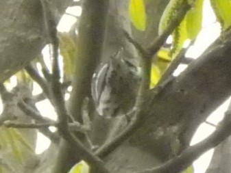 Black-and-white Warbler - ML567169351