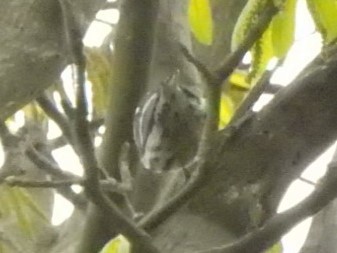 Black-and-white Warbler - ML567169351