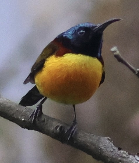 Green-tailed Sunbird - ML567169381