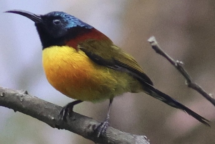 Green-tailed Sunbird - ML567169401