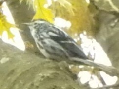 Black-and-white Warbler - ML567169541