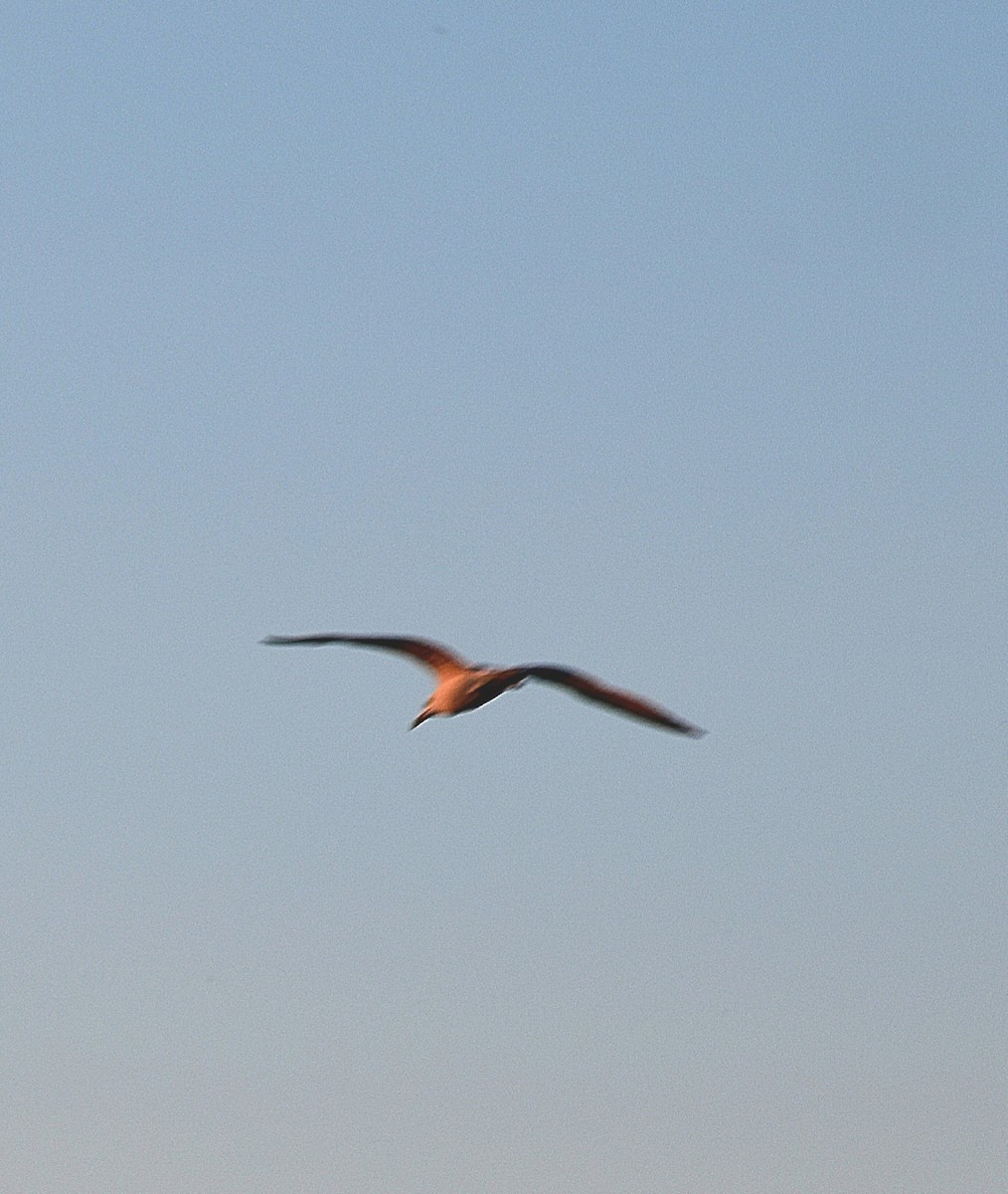 Yellow-legged Gull - ML567169781