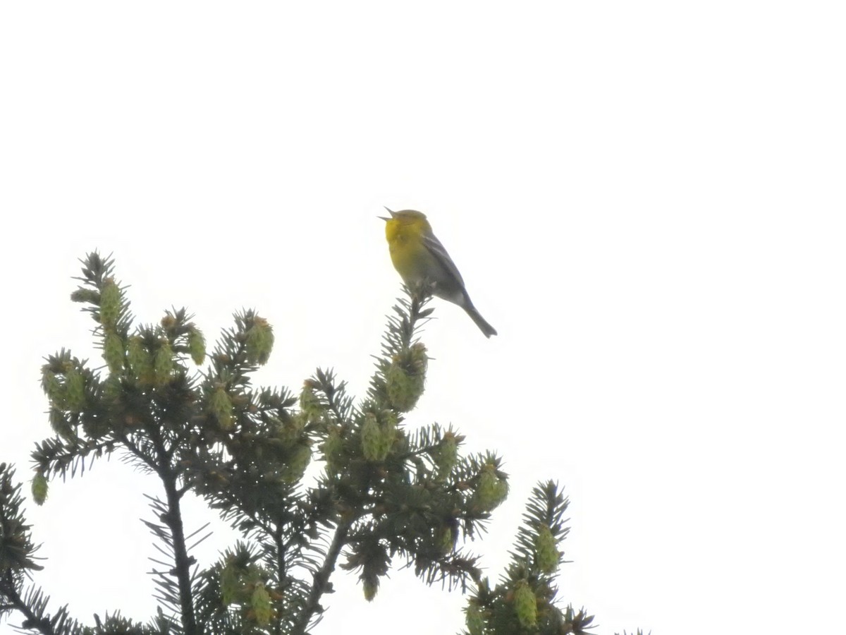 Pine Warbler - ML567169941