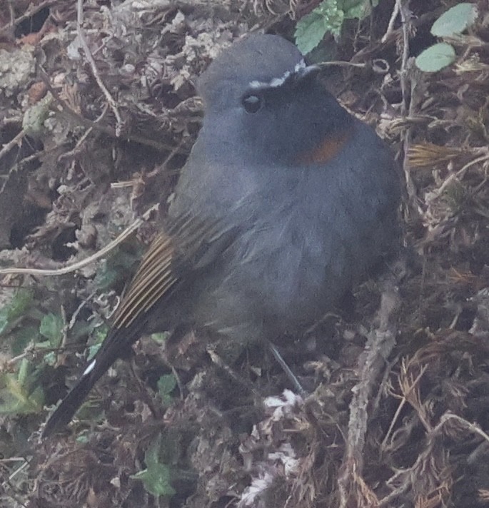 Rufous-gorgeted Flycatcher - ML567170111