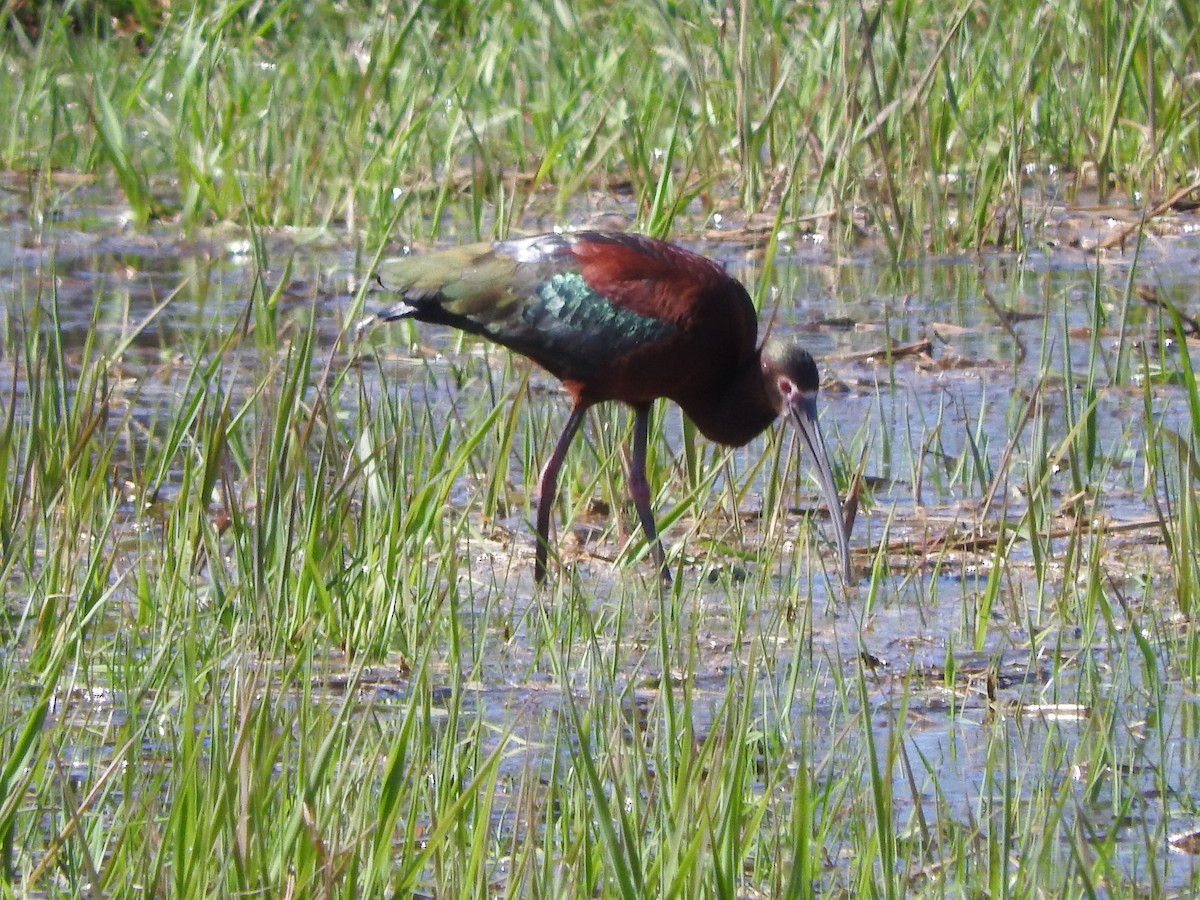 White-faced Ibis - ML56717021