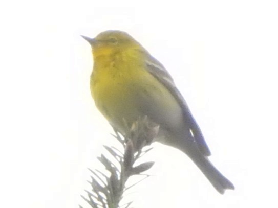 Pine Warbler - ML567170591