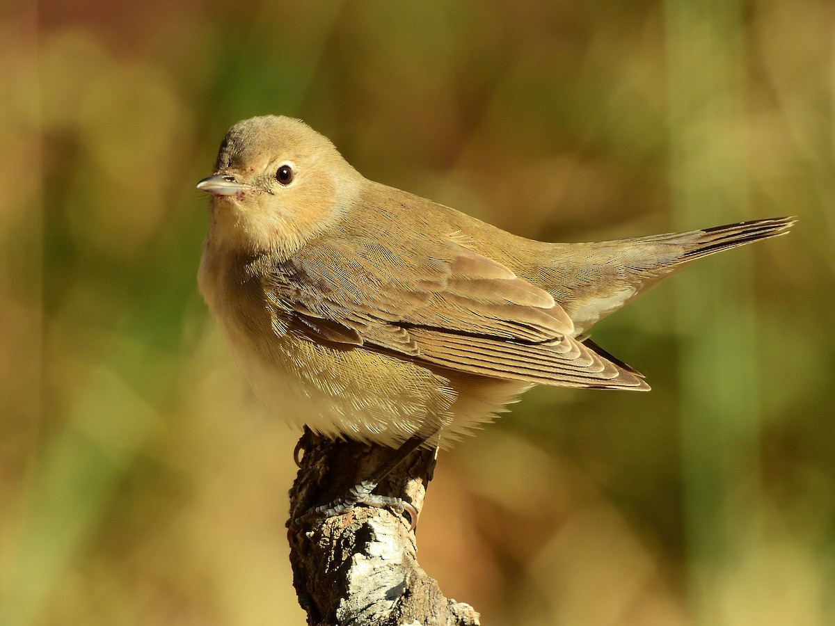 Garden Warbler - ML567172201