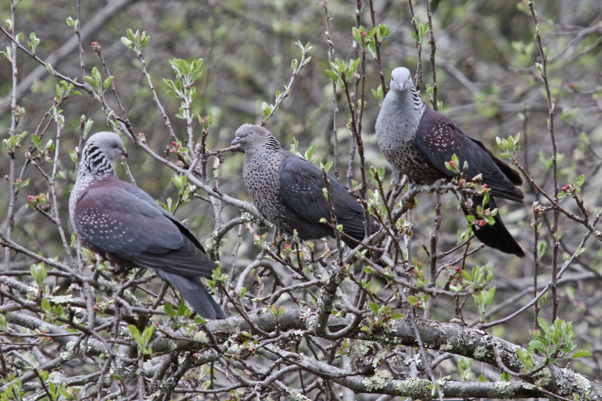 Speckled Wood-Pigeon - Stephen and Felicia Cook