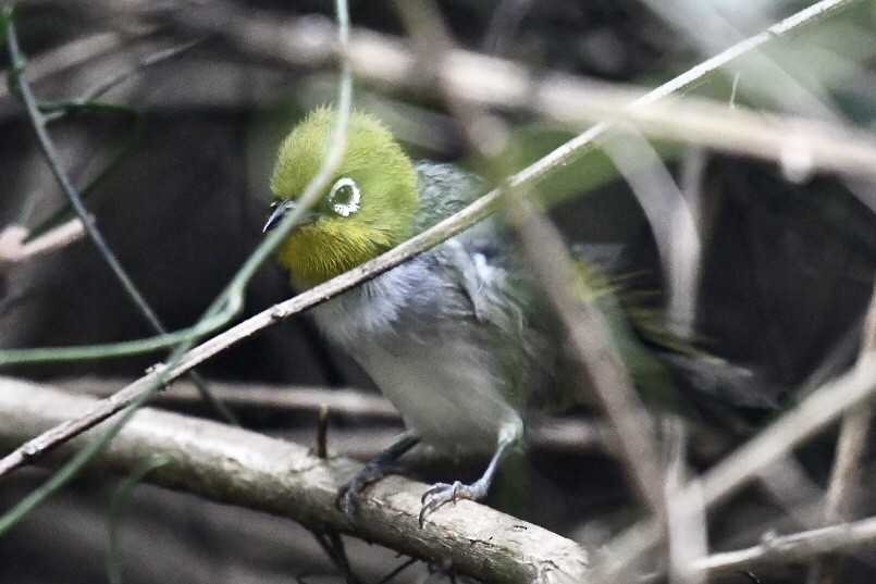 Silvereye - ML567172691