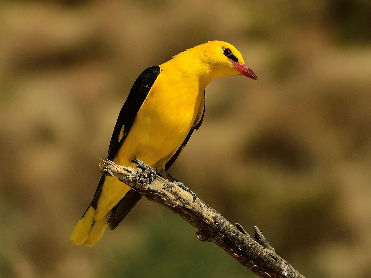 Eurasian Golden Oriole - ML567172871