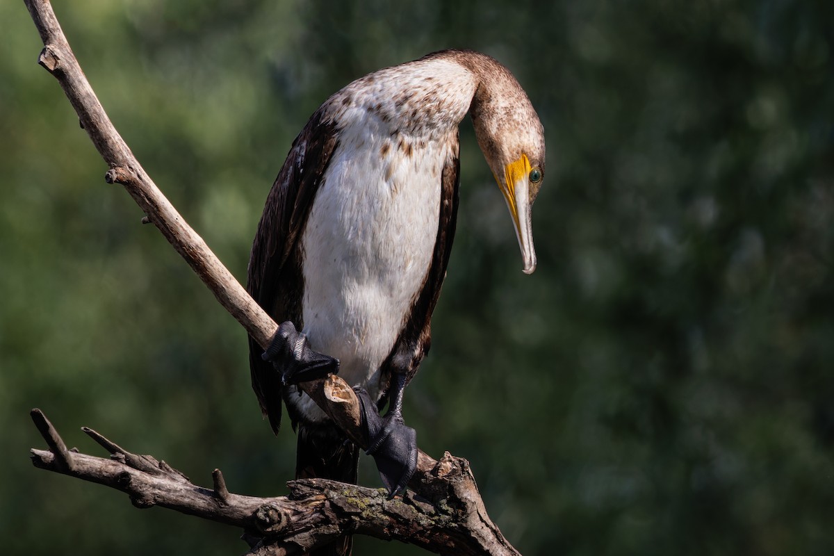 Great Cormorant - ML567173181