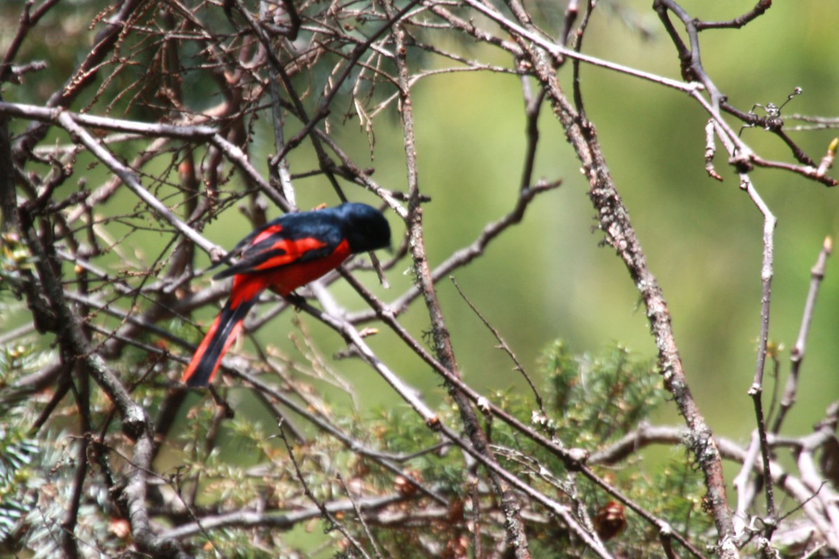 Long-tailed Minivet - ML567173231