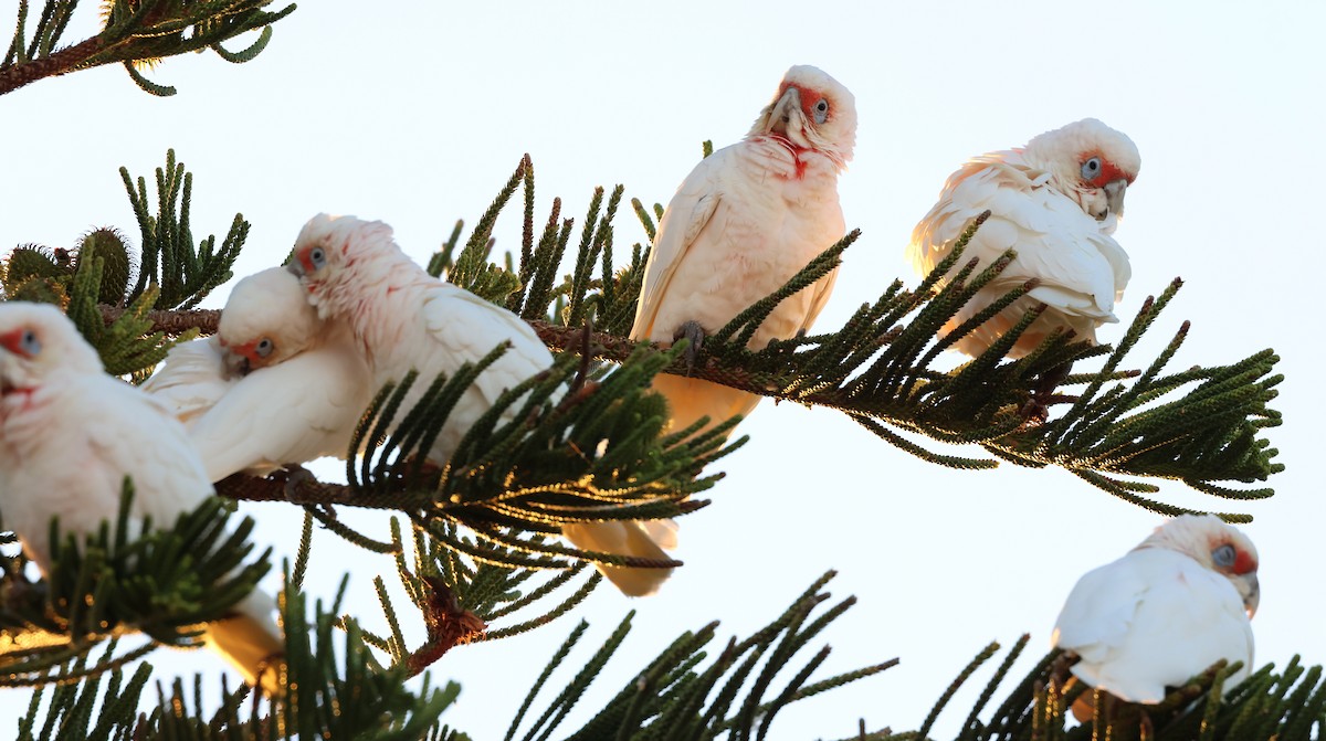 Long-billed Corella - ML567173591