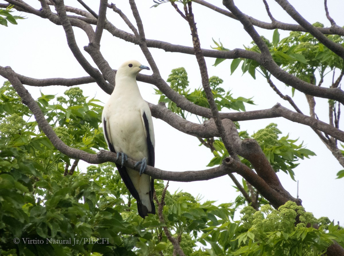 Pied Imperial-Pigeon - ML567173601