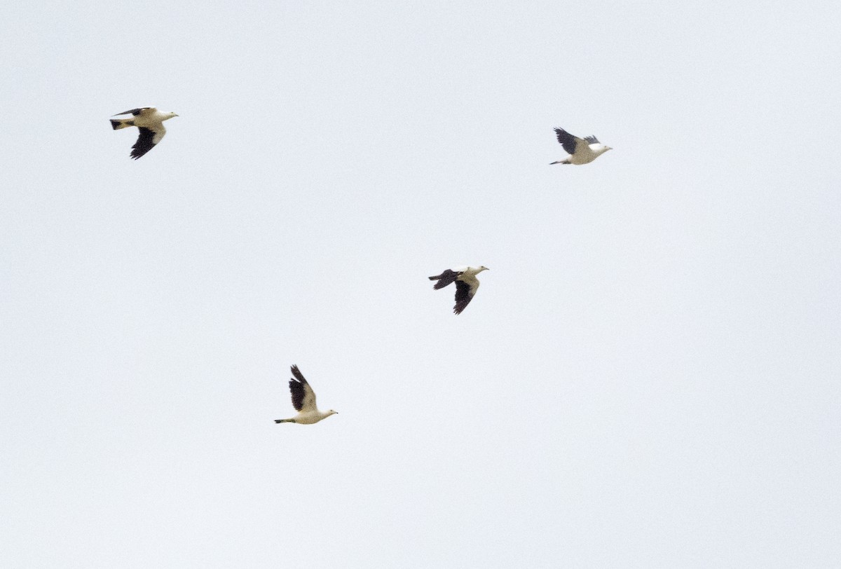 Pied Imperial-Pigeon - ML567173611