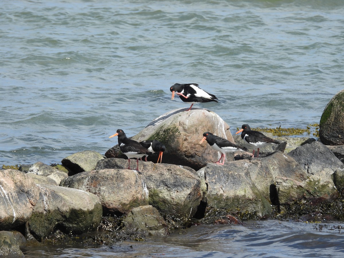 Eurasian Oystercatcher - ML567173641