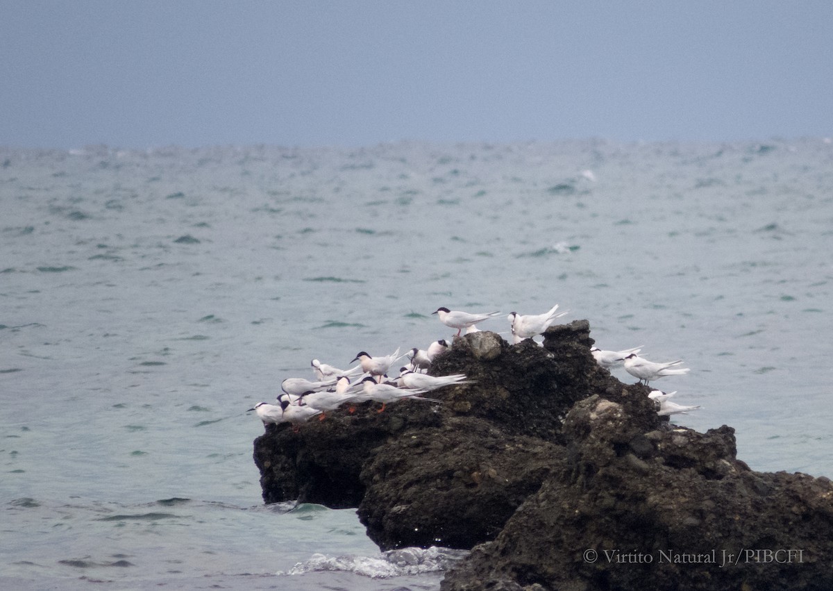 Roseate Tern - ML567173671