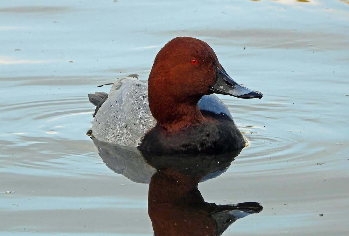 Common Pochard - ML567175031