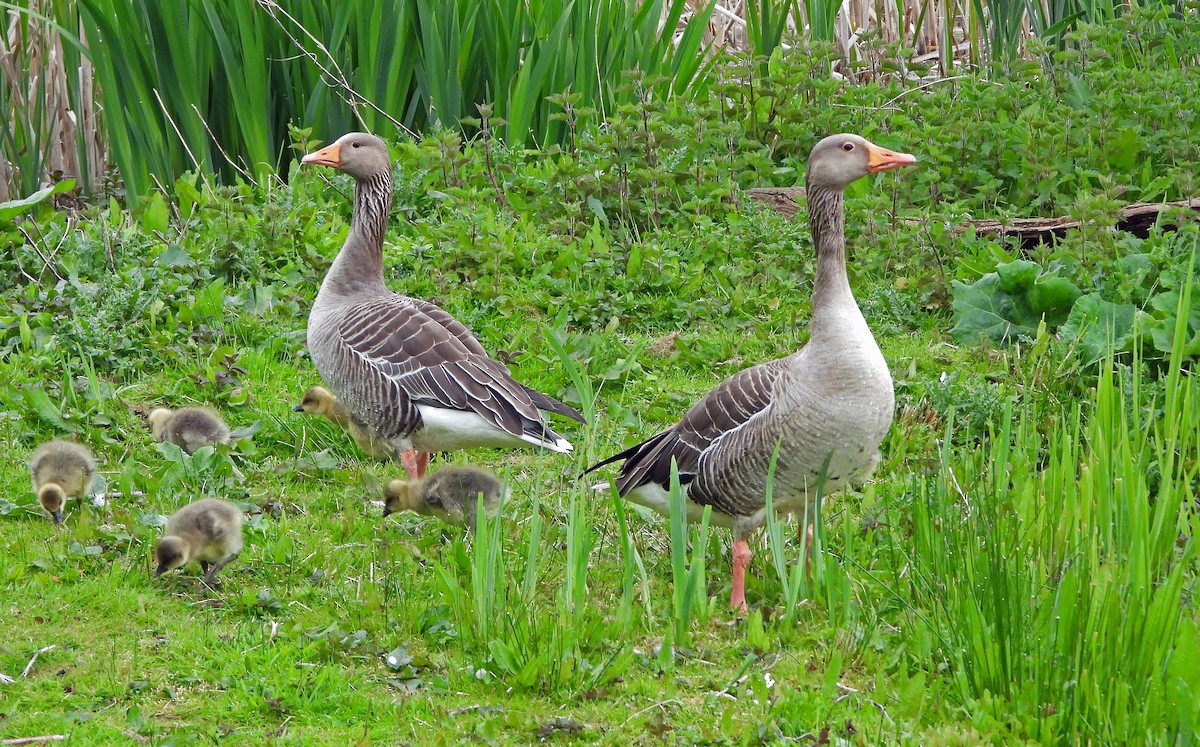 Graylag Goose - ML567175061