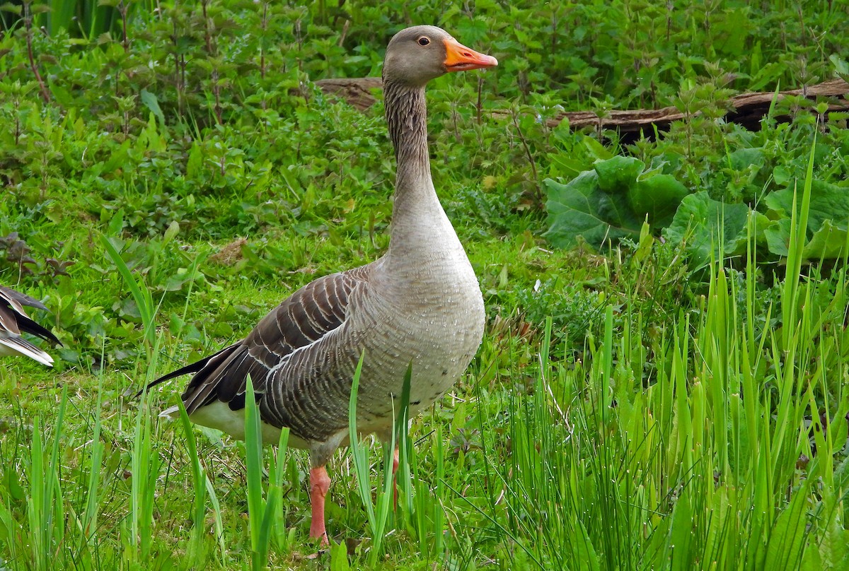 Graylag Goose - Paul Lewis