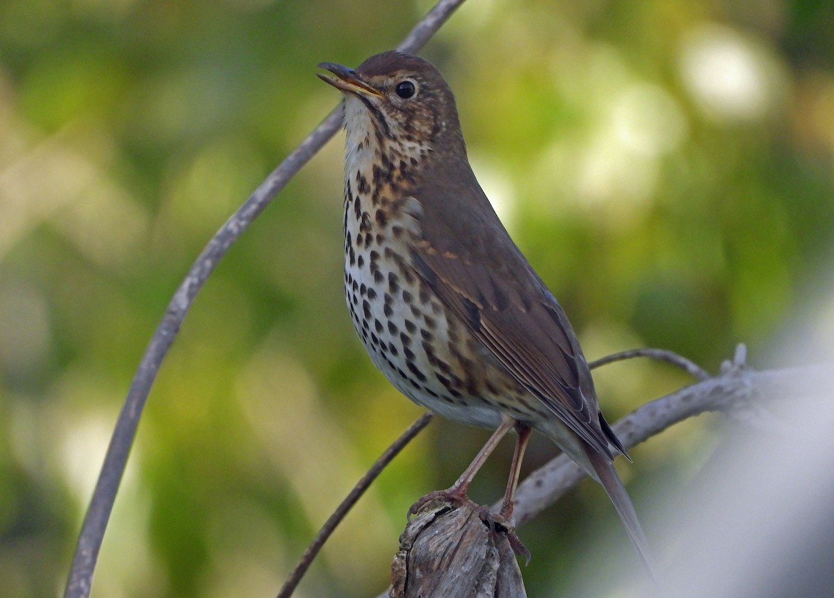 Song Thrush - ML567175111