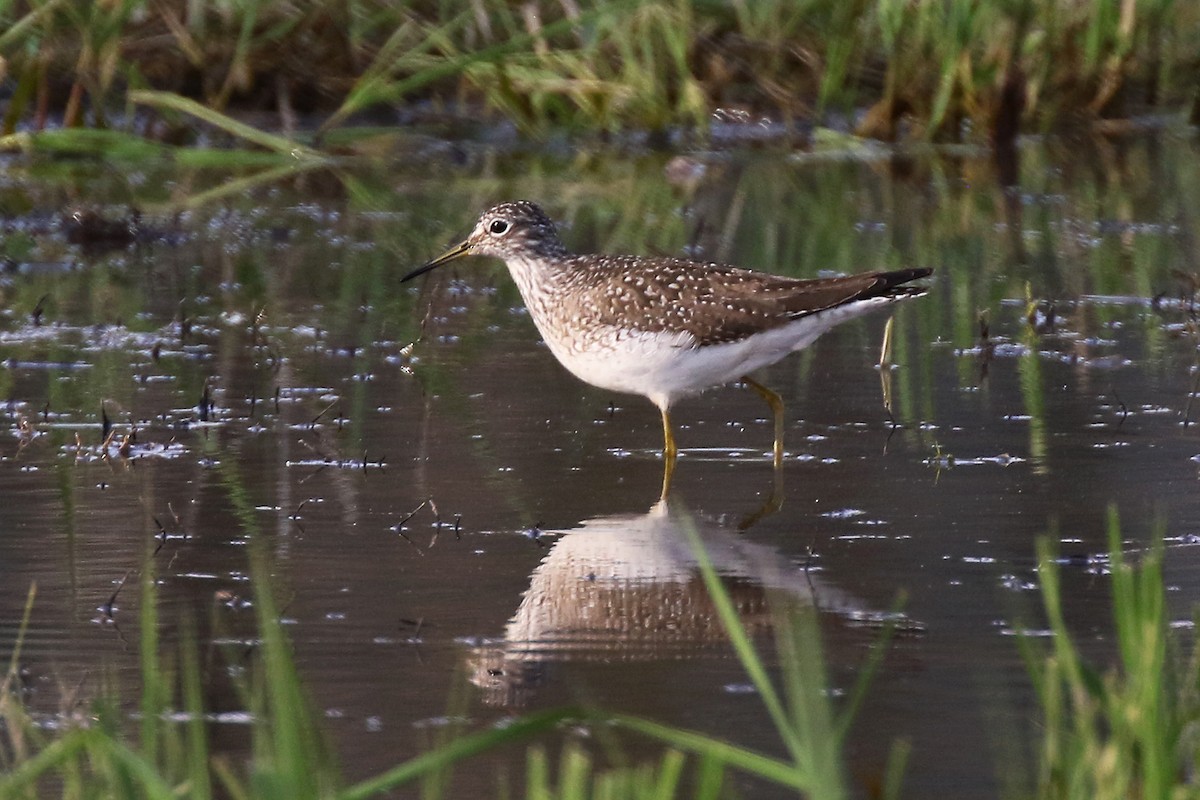 Solitary Sandpiper - ML567175141