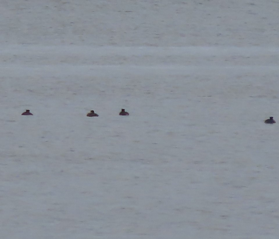 Red-necked Grebe - Laura Burke