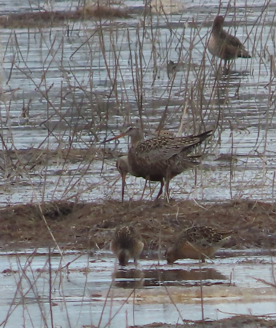 Hudsonian Godwit - Laura Burke