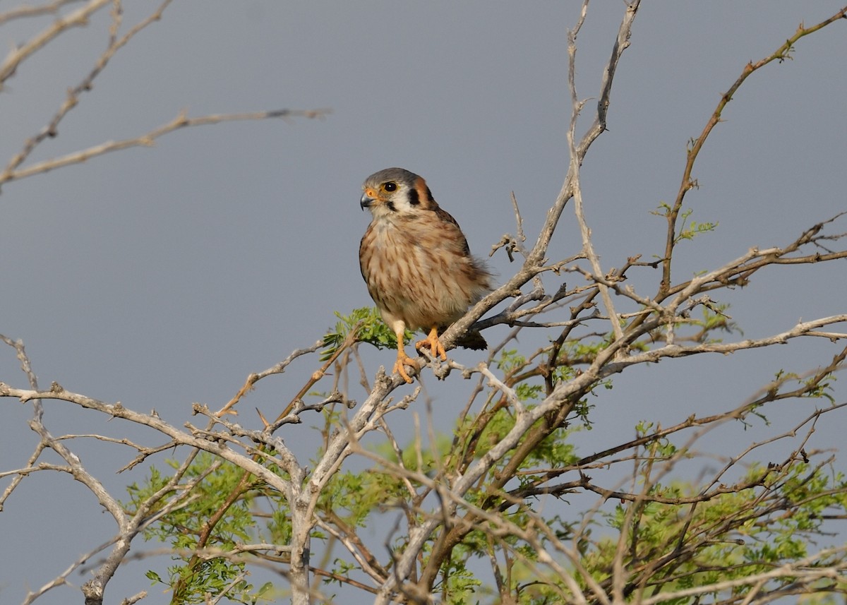 American Kestrel - Michiel Oversteegen
