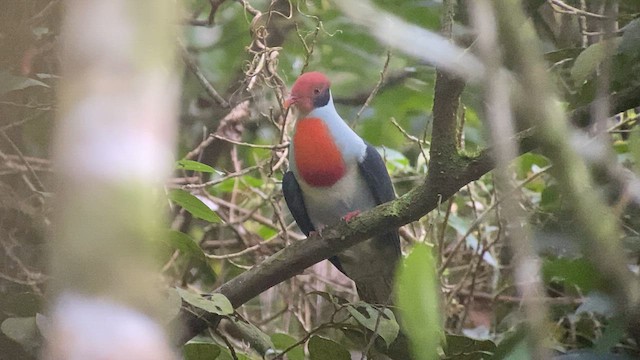 Flame-breasted Fruit-Dove - ML567178101