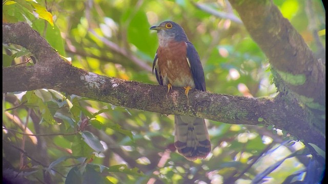 Coucou des Philippines - ML567178531