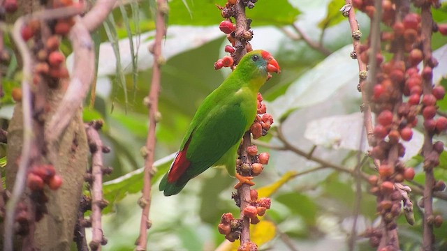 Philippine Hanging-Parrot - ML567178821