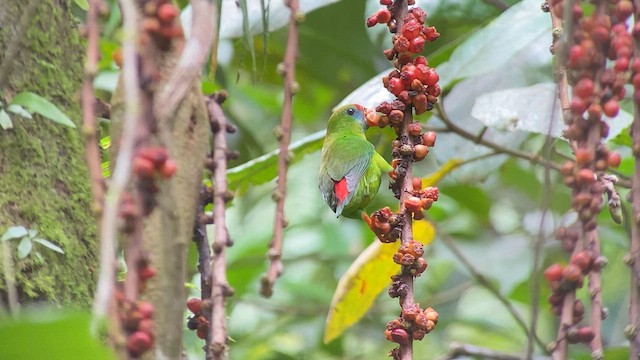 Philippine Hanging-Parrot - ML567178831