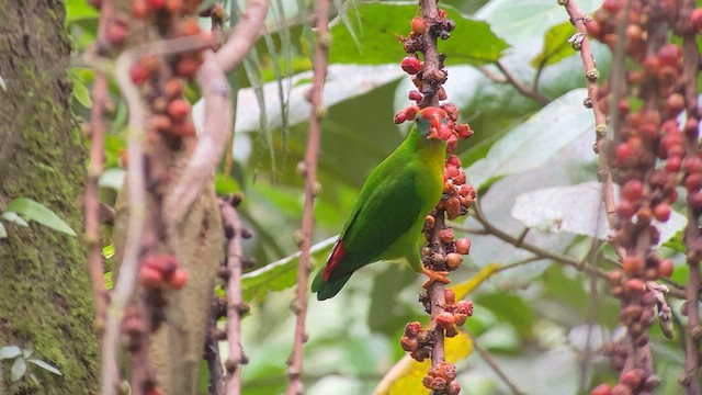 Philippine Hanging-Parrot - ML567178841