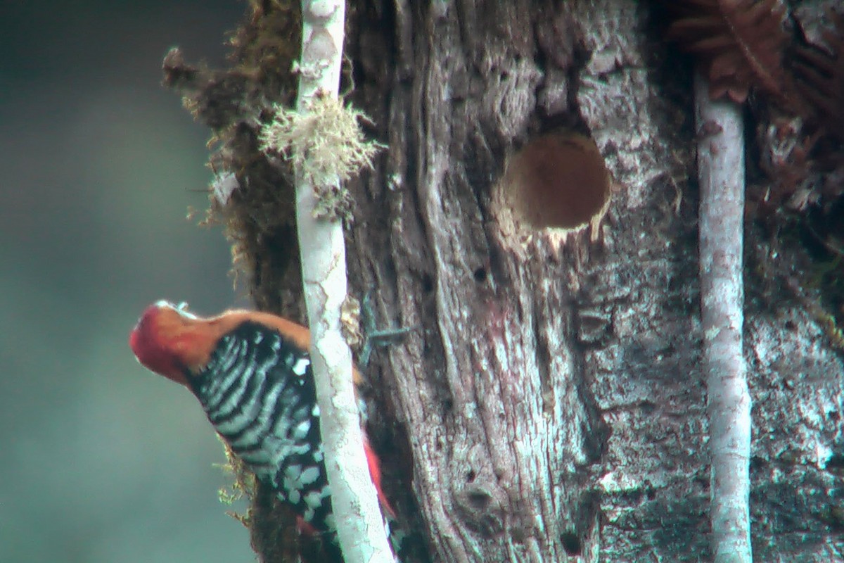 Rufous-bellied Woodpecker - Stephen and Felicia Cook
