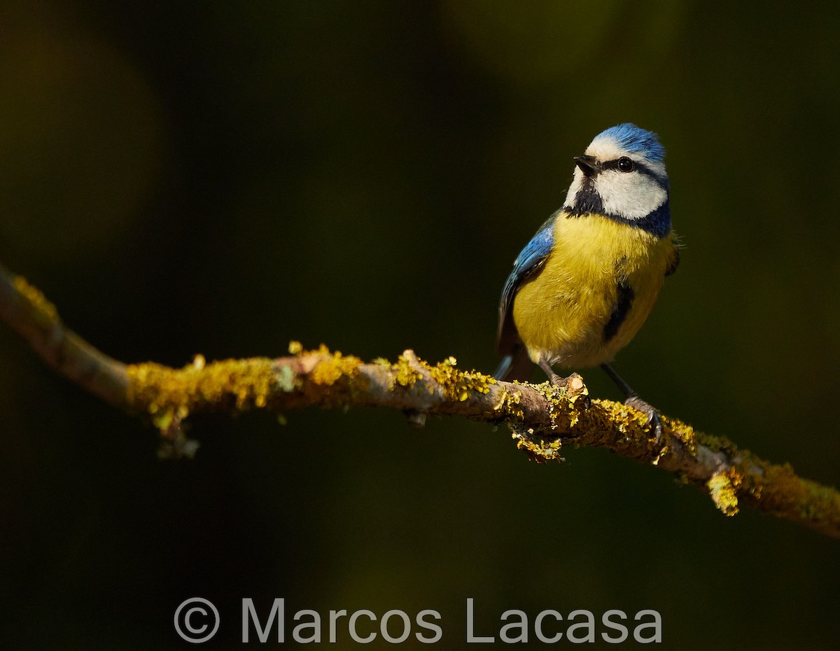 Eurasian Blue Tit - ML567179081