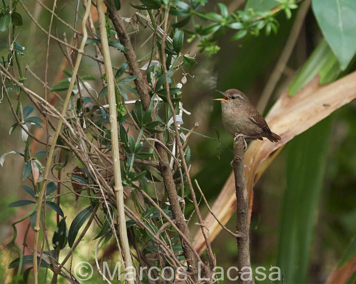 Eurasian Wren - ML567179121