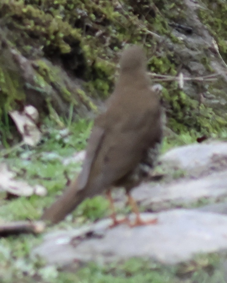 Alpine Thrush - ML567179651