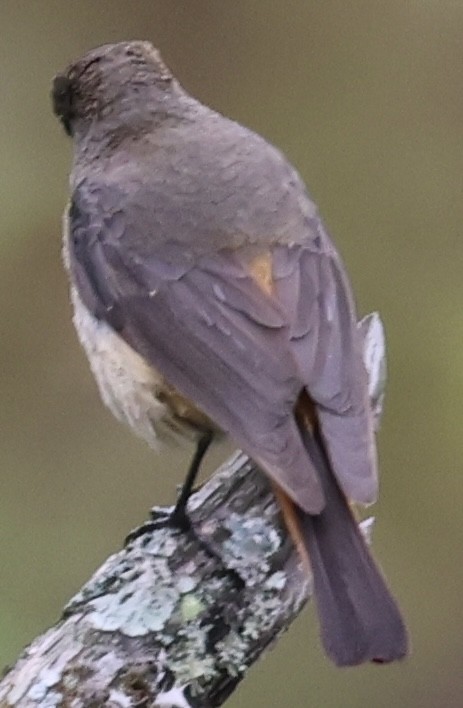 Black Redstart - ML567179741