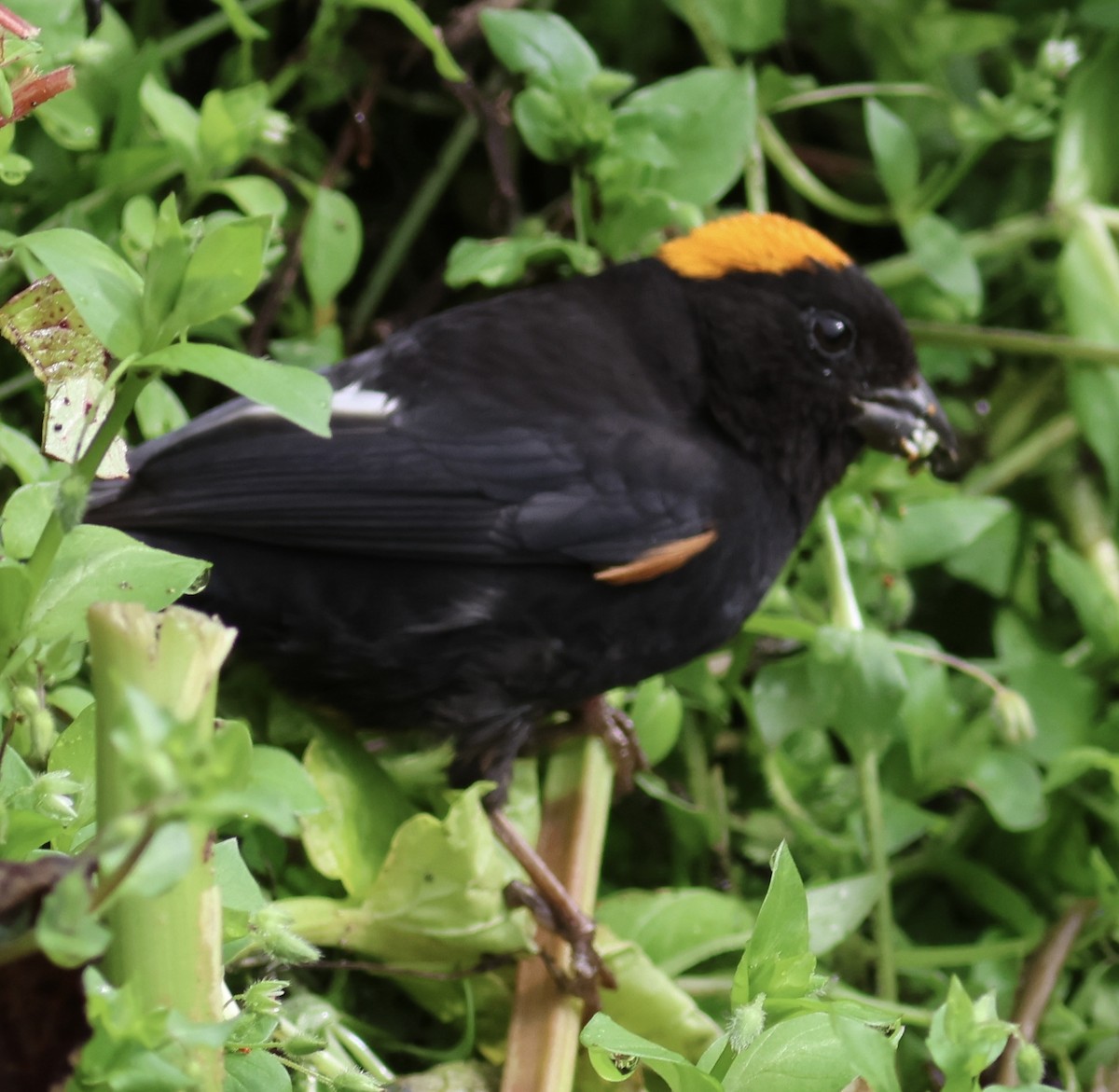 Gold-naped Finch - ML567179751