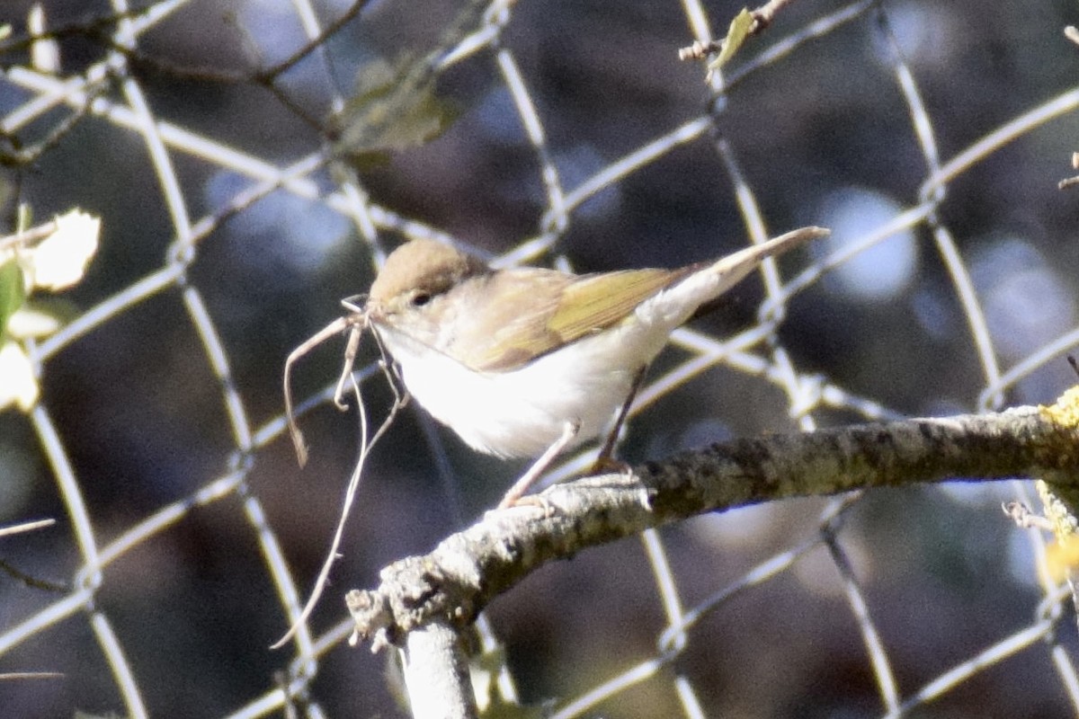 Western Bonelli's Warbler - ML567181021