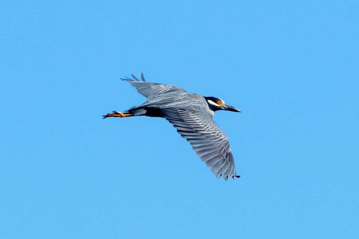 Yellow-crowned Night Heron - ML567182551