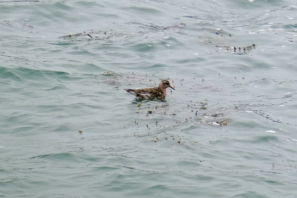 Phalarope à bec large - ML567182651